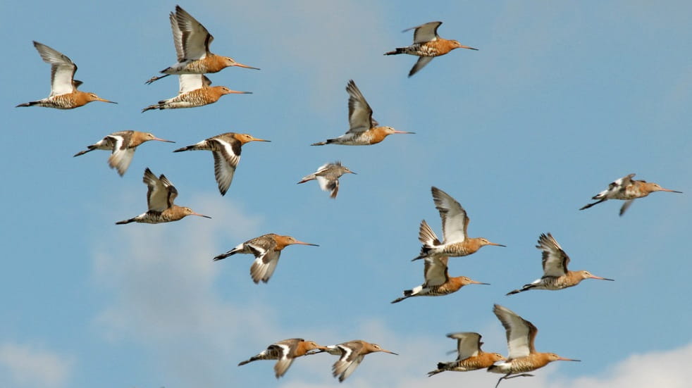 Flock of Black-tailed Godwits flying at Slimbridge 